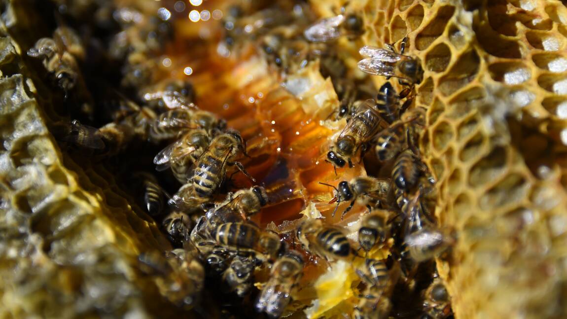 Glyphosate dans du miel : enquête pour "administration de substances nuisibles"