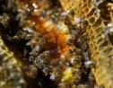Glyphosate dans du miel : enquête pour "administration de substances nuisibles"