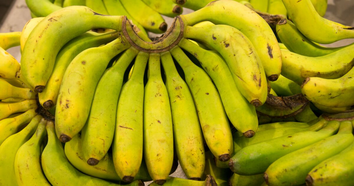 Dans les Antilles françaises, le chlordécone au centre des préoccupations