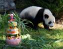 A Beauval, le bébé panda Yuan Meng fête son premier anniversaire avec ses fans