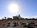 L'Australie enregistre son quatrième record mensuel de chaleur consécutif