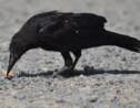 Mégot au bec, des corbeaux participent au nettoyage du  Puy-du-Fou