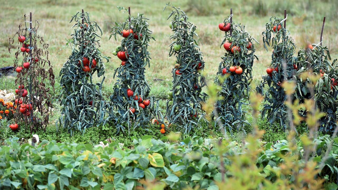 Alerte à une nouvelle maladie végétale qui s'attaque aux tomates