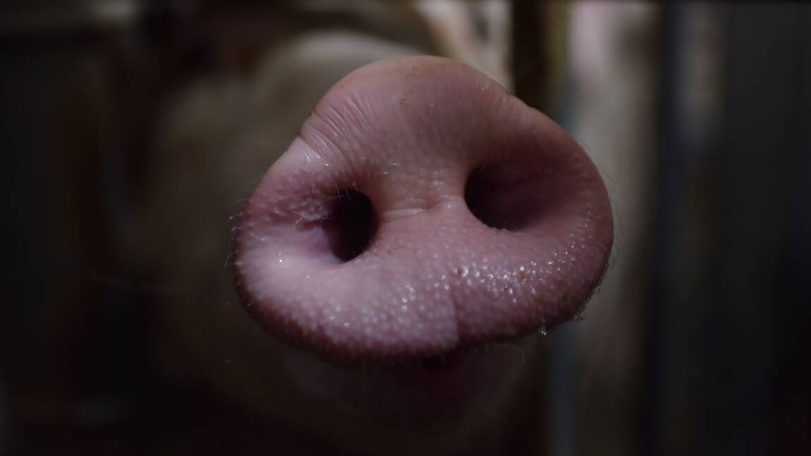 Peste porcine: vigilance renforcée en Belgique non loin de la France