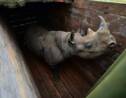 Kenya: huit rhinocéros morts après avoir été changés de parc