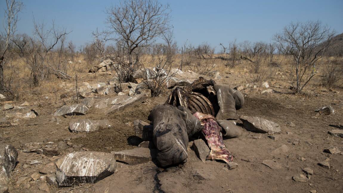 Afrique du Sud: indignation après la libération d'un trafiquant de rhinocéros