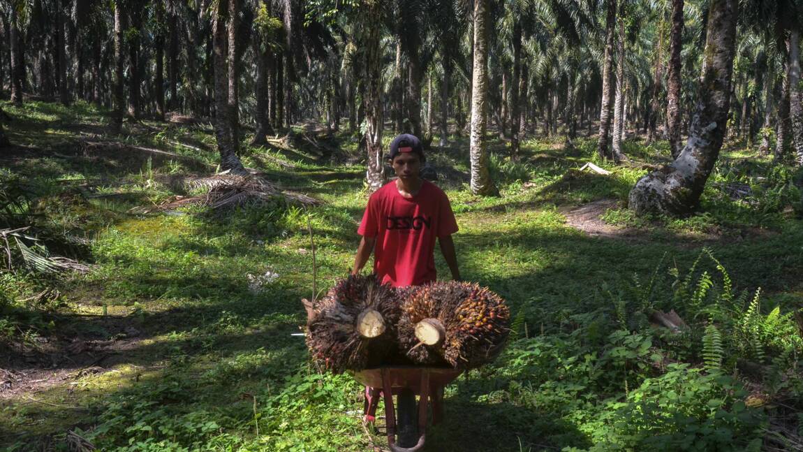 Les petits producteurs d'huile de palme d'Asie du Sud-Est voient l'avenir en noir