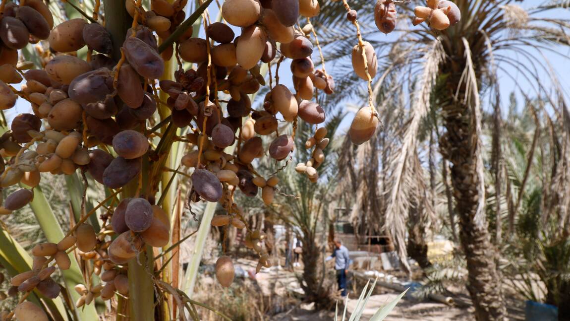 Entre guerres, sécheresse et concurrence régionale, les dix plaies du palmier d'Irak