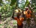 Retard à l'allumage pour une norme européenne du cacao durable