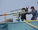 Le Japon va reprendre la chasse commerciale des baleines
