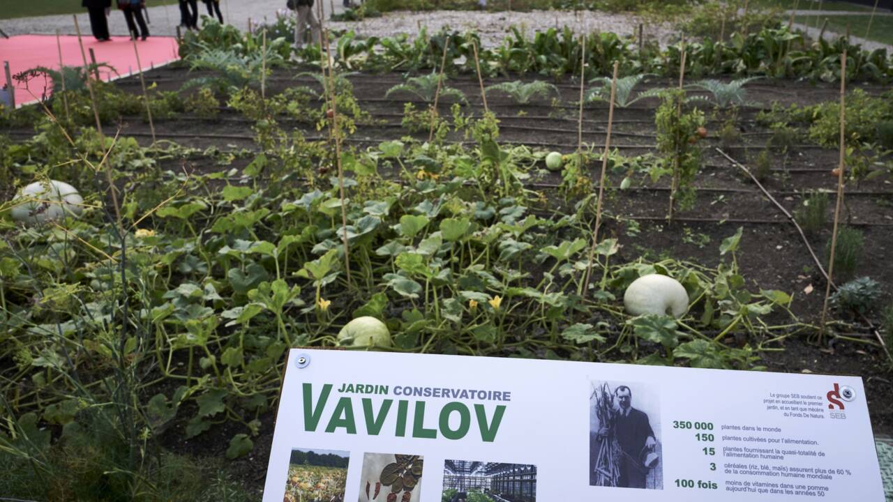 Des légumes rustiques relancés grâce à la mémoire russe des semences