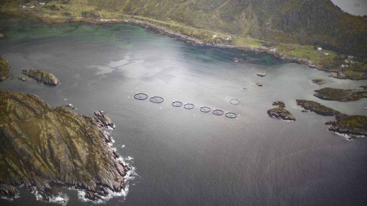 Norvège: une algue toxique décime les saumons d'élevage