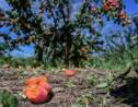 Grêle sur la Drôme: récoltes "foutues" et état de catastrophe naturelle