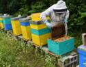 Miel : récolte française "catastrophique" en vue, à cause du climat