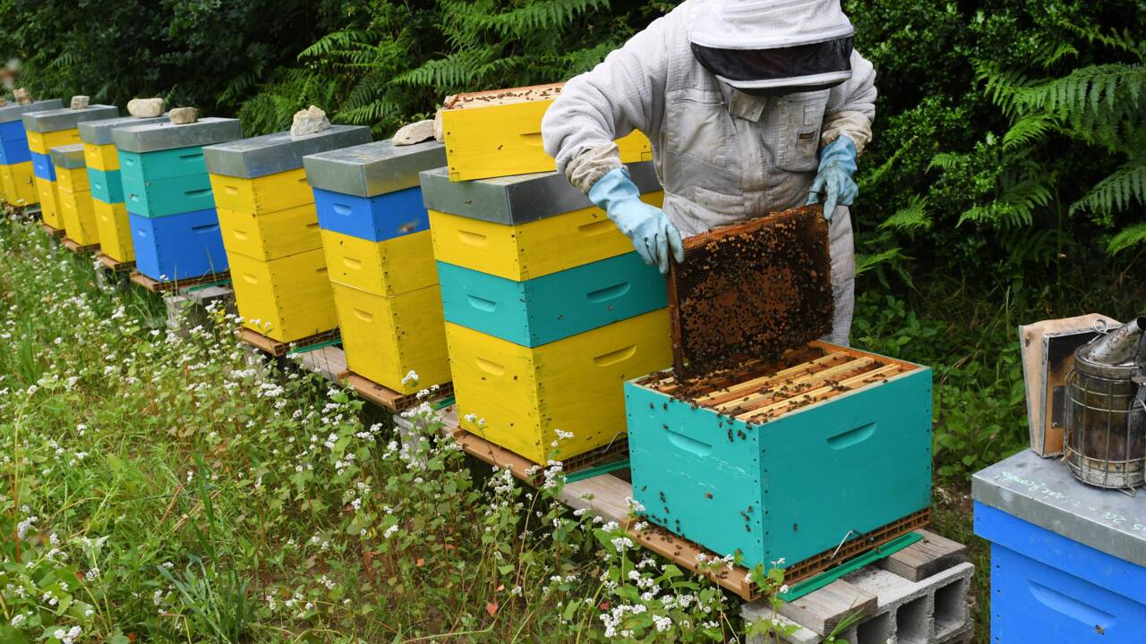Gelées, froid, canicule... La récolte de miel en totale déconfiture