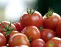 Bio: pas de tomates en hiver sous les serres chauffées