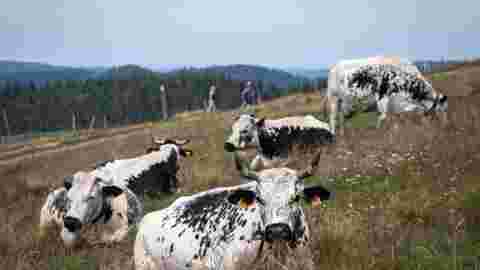 Même sur les crêtes, la rustique vache vosgienne souffre de la canicule