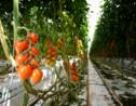 En Italie, une ferme hydroponique parie sur "l'or rouge"