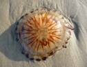 Une méduse s'échoue sur une plage britannique avec un poisson piégé à l'intérieur