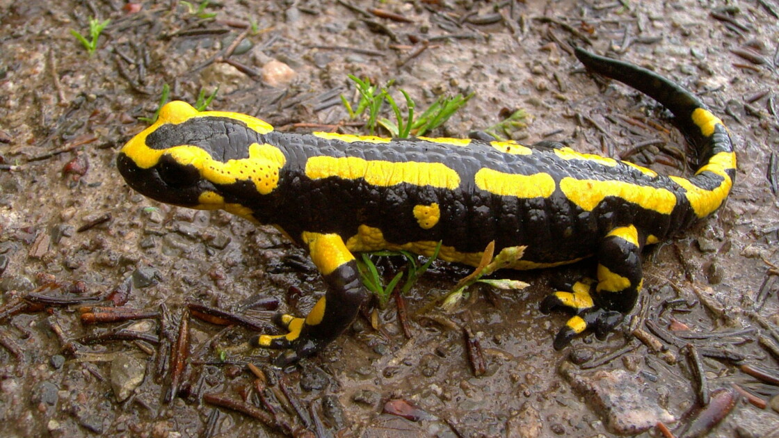 Les 5 infos à savoir sur la salamandre, un animal "royal" Geo.fr