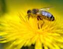 Des apiculteurs bretons entament un "convoi mortuaire" de ruches mortes
