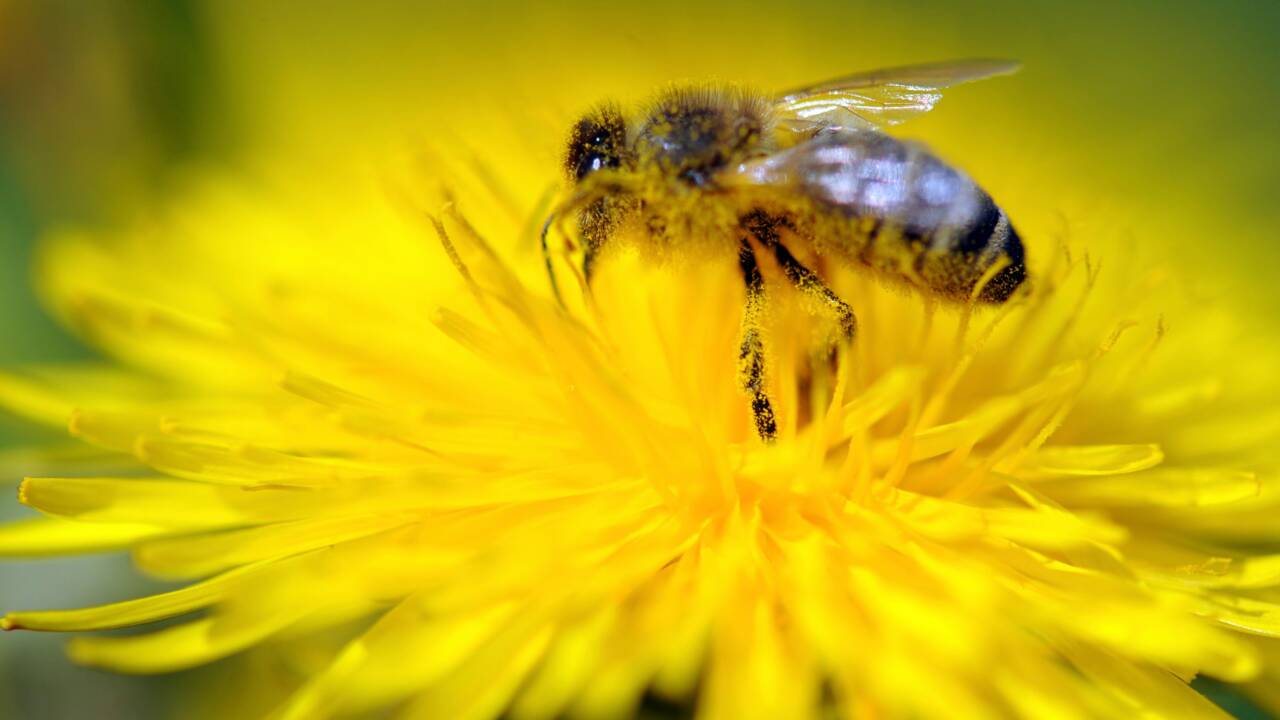 Des apiculteurs bretons entament un "convoi mortuaire" de ruches mortes