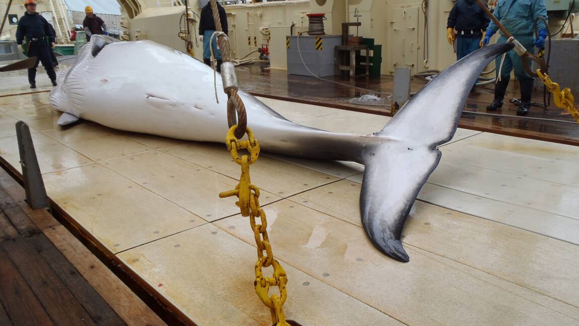 Japon : 122 baleines enceintes tuées au cours de l'expédition dans l'Antarctique