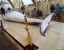 Chasse à la baleine: le Japon tue 333 cétacés dans l'Antarctique
