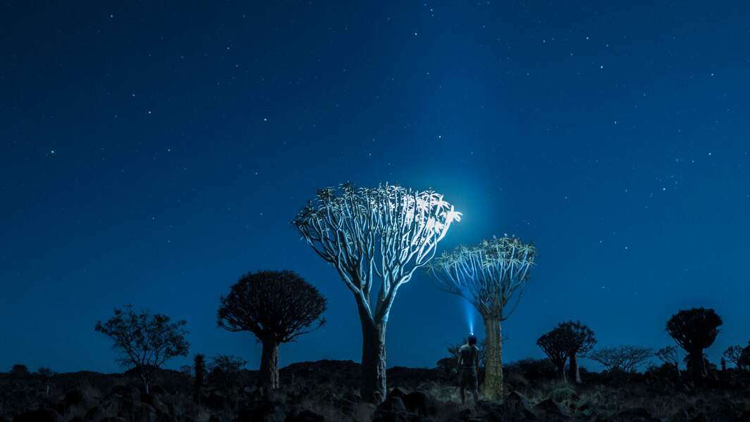 La Ou Les Arbres Rencontrent Les Etoiles Les plus beaux ciels étoilés de l'astrophotographe Paul Zizka - GEO