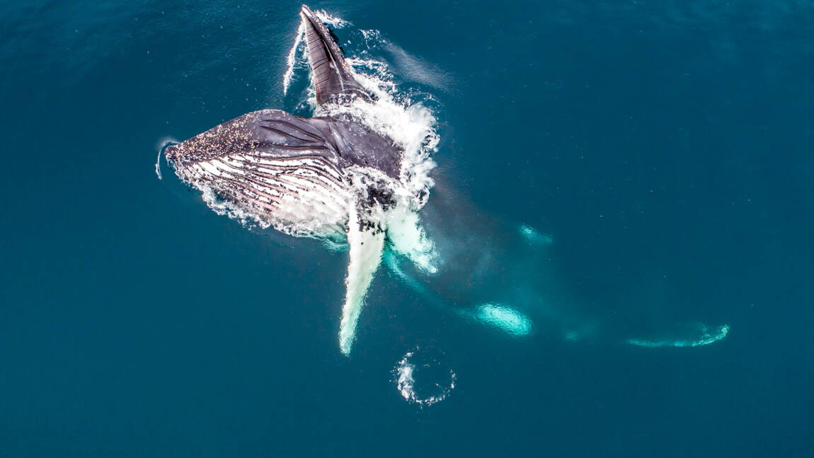 Instantané de photographe Baleine à Bosse se nourrissant de krill par