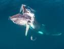 Instantané de photographe : Baleine à Bosse se nourrissant de krill par Florian Ledoux