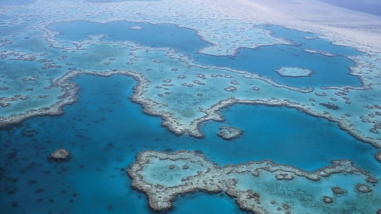 Grande Barrière de Corail : un  nouvel épisode de blanchissement massif des coraux serait en cours