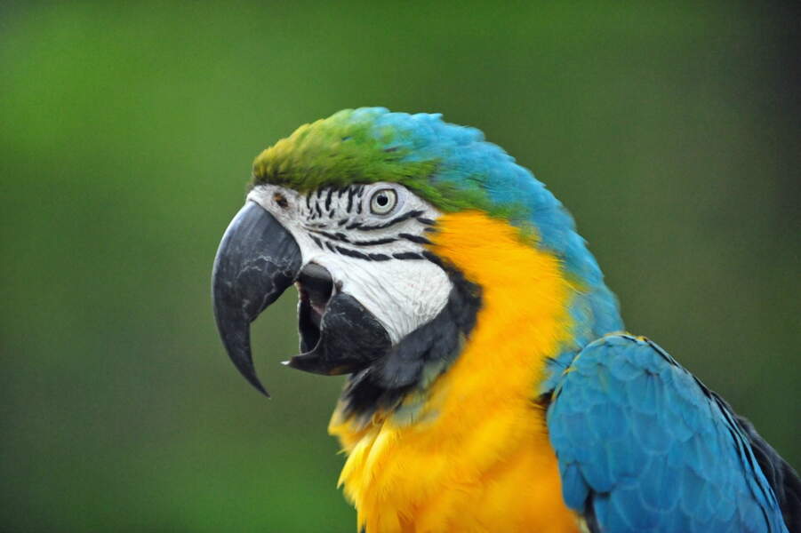 18 oiseaux au bec remarquable GEO
