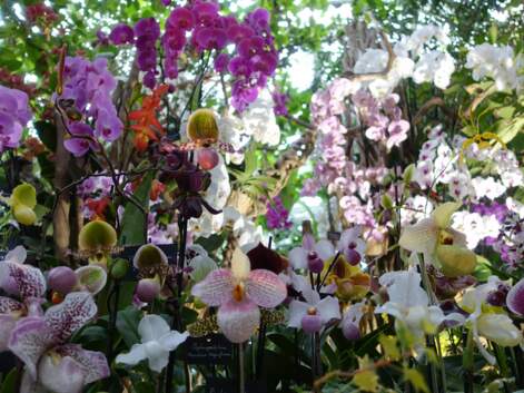 Orchidées à foison au Jardin des Plantes de Paris