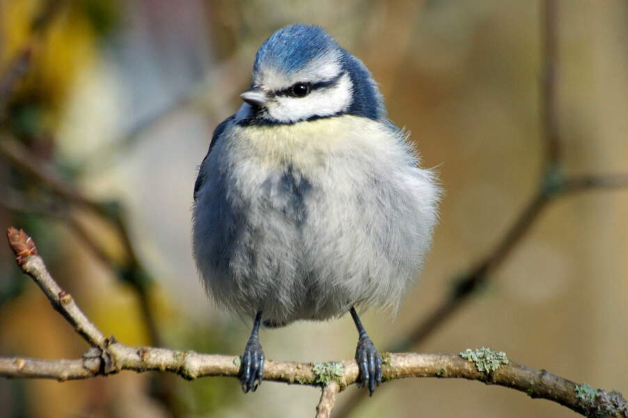 18 oiseaux au bec remarquable GEO