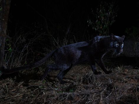 Au Kenya, d'exceptionnelles images d'un léopard noir