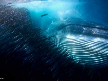 Les plus belles photos animalières 2015 : faune sous-marine