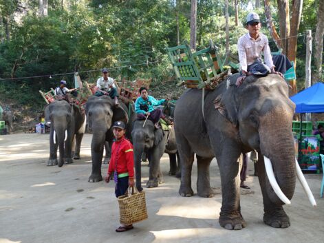 Alerte rouge pour les éléphants de Birmanie