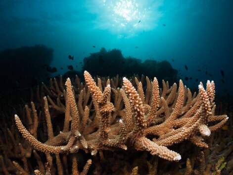 Polynésie : un aquarium XXL à protéger