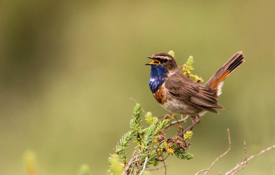 10 Oiseaux Surprenants Qui Nichent En Région Parisienne Geo