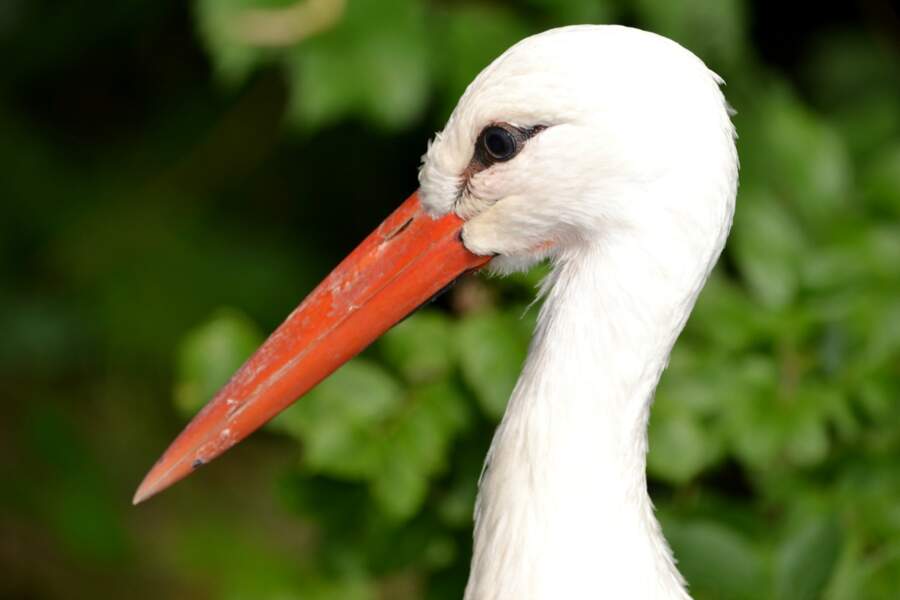 18 Oiseaux Au Bec Remarquable Geo