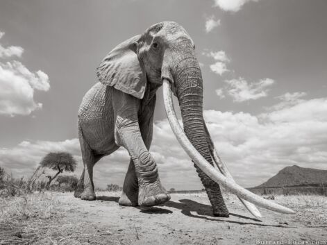 Les incroyables images d'une femelle éléphant aux longues défenses