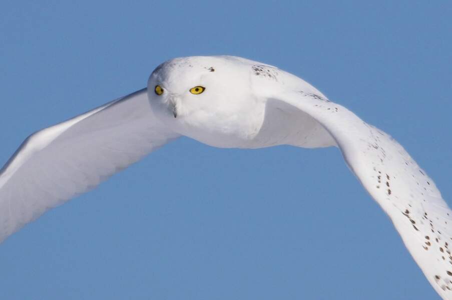 18 Oiseaux Au Bec Remarquable Geo