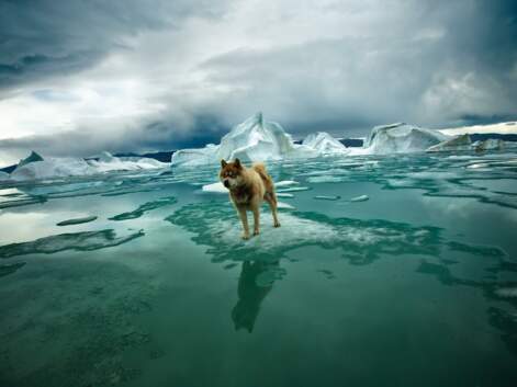 Du pôle Nord au pôle Sud : banquise en péril, attention fragile