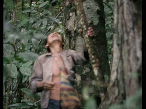 Amazonie : comment pensent les forêts