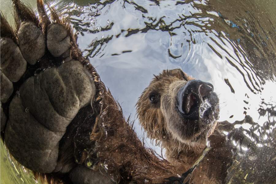 Nature Et Faune Sauvage : Les Plus Belles Photos Du Concours Big ...