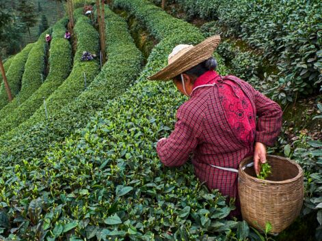 En Chine, un grand voyage aux sources du thé