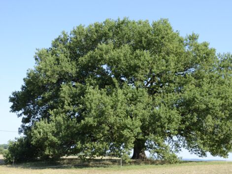 10 arbres remarquables qui peuplent nos contrées