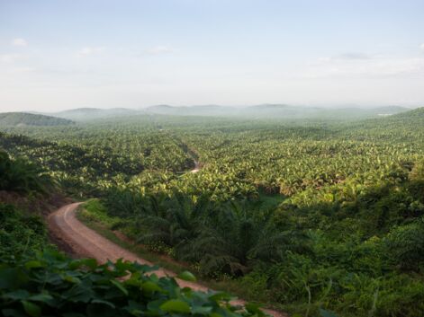 Enquête sur la déforestation en Indonésie