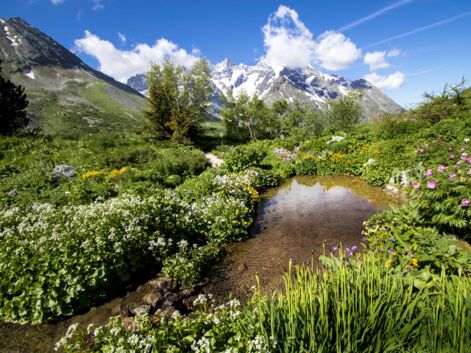 Hautes-Alpes : au jardin du Lautaret, un tour du monde des fleurs de montagne